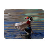 Wing Flapping Wood Duck Magnet (Horizontal)