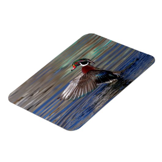 Wing Flapping Wood Duck Magnet (Linke Seite)