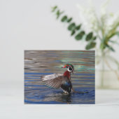 Wing Flapping Wood Duck Postkarte (Stehend Vorderseite)