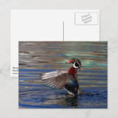 Wing Flapping Wood Duck Postkarte (Vorne/Hinten)
