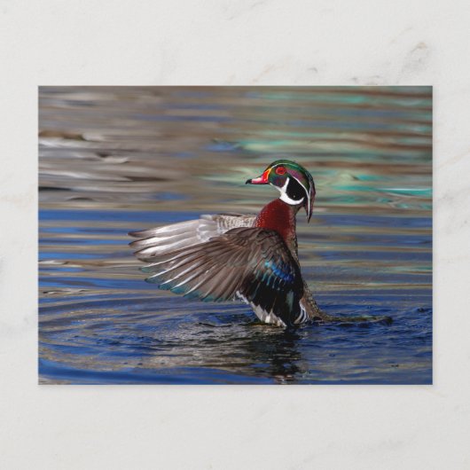 Wing Flapping Wood Duck Postkarte (Vorderseite)