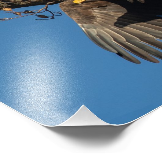 Wing Shadow Bald Eagle Fotodruck (Ecke)