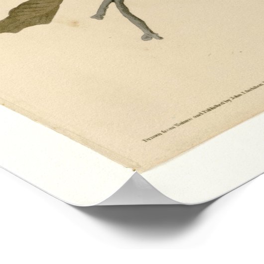 Winged Hawk Poster (Ecke)