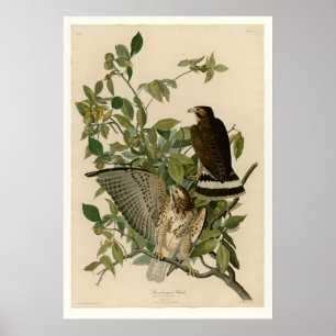 Winged Hawk Poster