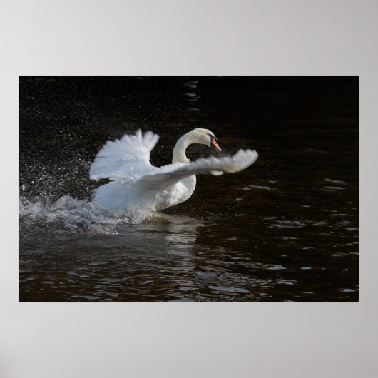 Wings überdehnte Swan Print Poster (Vorne)