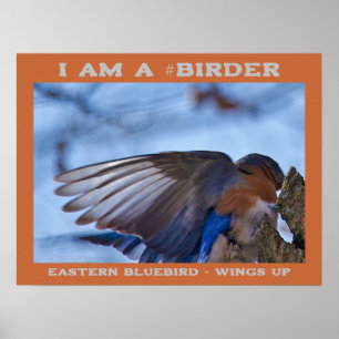 Wings Up Eastern Bluebird Vogelbeobachter Poster