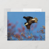 Wingshadow Postkarte (Vorne/Hinten)