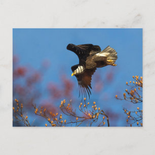 Wingshadow Postkarte