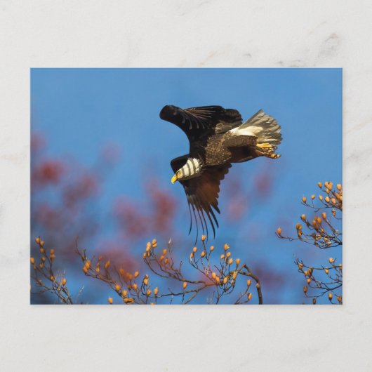 Wingshadow Postkarte (Vorderseite)