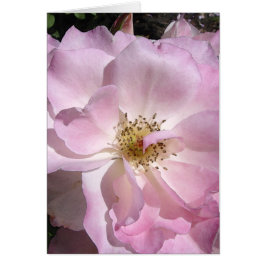 Winkel-Gesichts-Rose