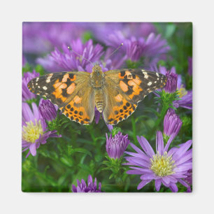 Winkelflügel-Schmetterling auf Kegelblume Magnet