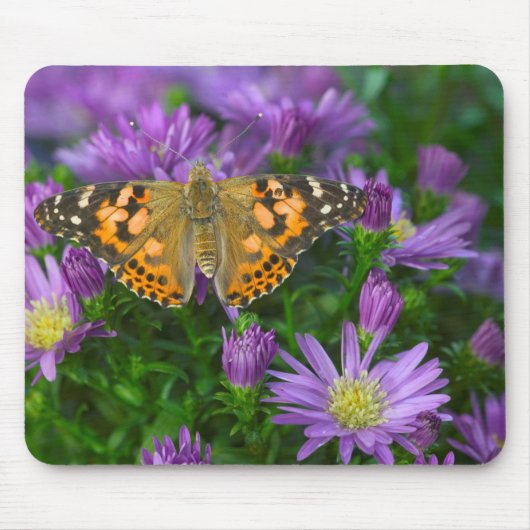 Winkelflügel-Schmetterling auf Kegelblume Mousepad (Vorne)