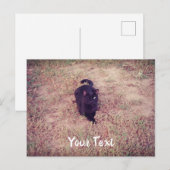 Winking Cat Postcard Postkarte (Vorne/Hinten)