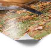 Winking Fox Fotodruck (Ecke)