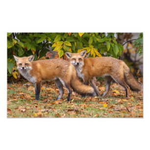 Winking Fox Fotodruck