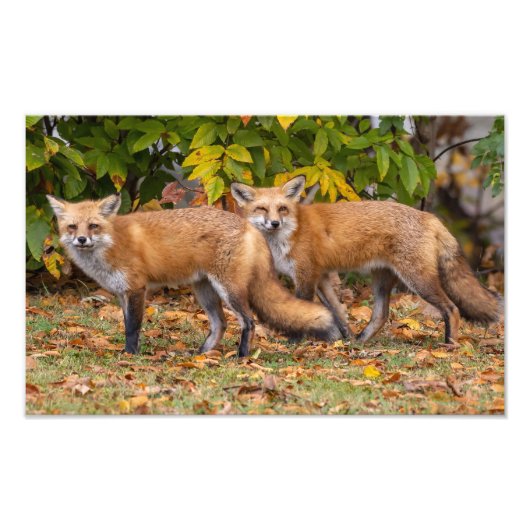 Winking Fox Fotodruck (Vorne)