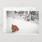 Winking Fox Postkarte (Vorne/Hinten)
