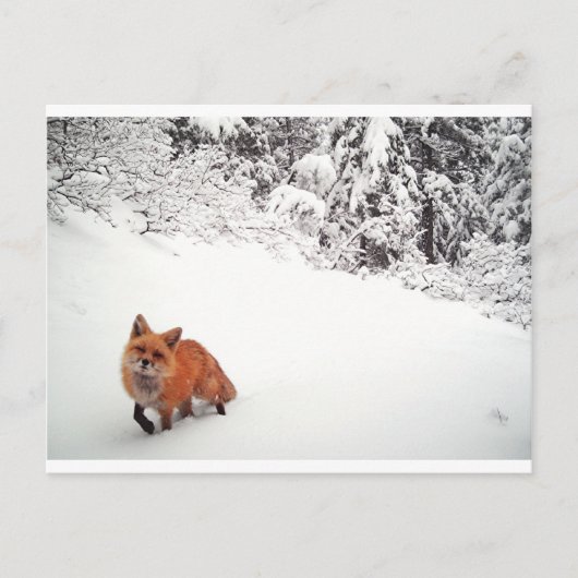 Winking Fox Postkarte (Vorderseite)