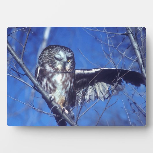 Winking owl fotoplatte (Vorderseite)