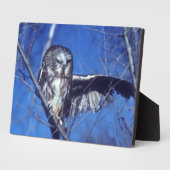 Winking owl fotoplatte (Seite)