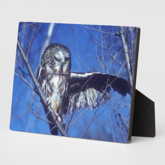 Winking owl fotoplatte (Seite)