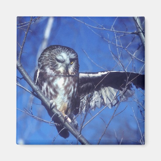 Winking owl magnet (Vorne)