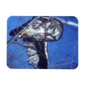 Winking owl magnet (Horizontal)