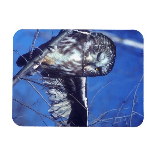 Winking owl magnet (Horizontal)