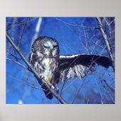 Winking owl poster (Vorne)