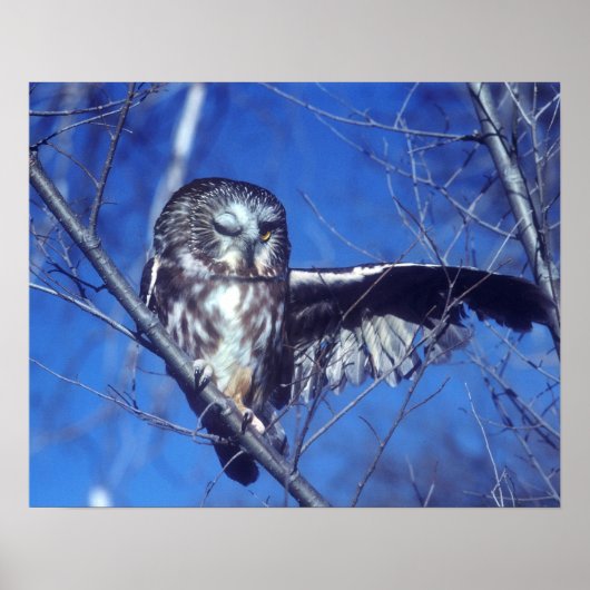 Winking owl poster (Vorne)