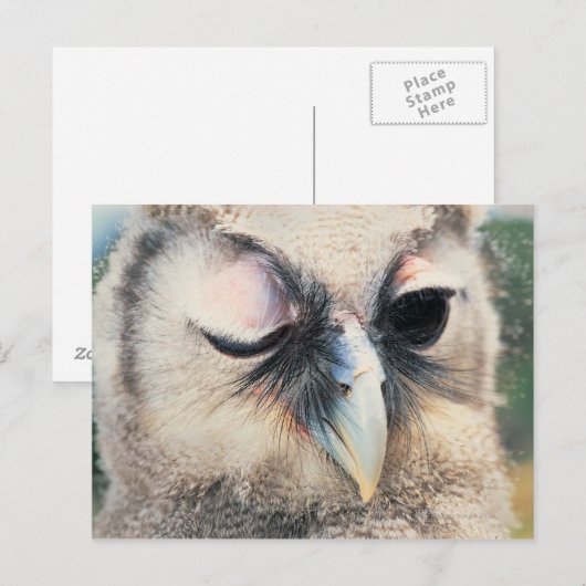 Winking Owl Postkarte (Vorne/Hinten)