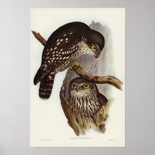 Winking Owl von Elizabeth Gould Poster (Vorne)