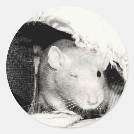 Winking Rat! Runder Aufkleber (Vorderseite)