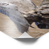 Winking Snowy Owl! Fotodruck (Ecke)