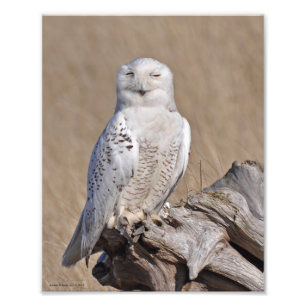 Winking Snowy Owl! Fotodruck