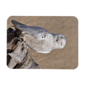 Winking Snowy Owl Magnet (Horizontal)