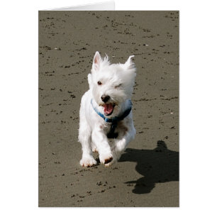 Winking Westie