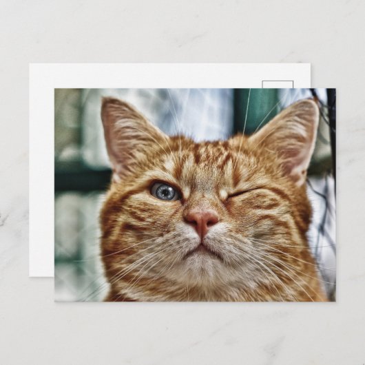 Winky Funny Cat Postkarte (Vorne/Hinten)