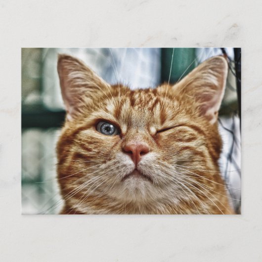 Winky Funny Cat Postkarte (Vorderseite)