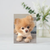 Winnie mit frischer Schnitt Postkarte (Stehend Vorderseite)