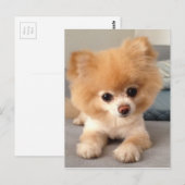 Winnie mit frischer Schnitt Postkarte (Vorne/Hinten)