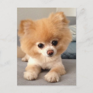 Winnie mit frischer Schnitt Postkarte