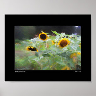 Winsor Garden Sonnenblumen Poster