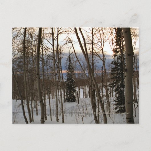 Winter-Abends-Postkarte Postkarte (Vorderseite)