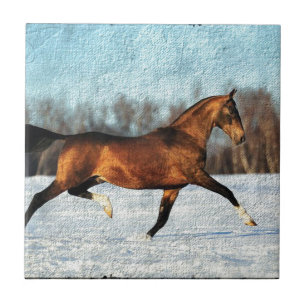 Winter Akhal-teke Fliese