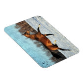 Winter Akhal-teke Magnet (Rechte Seite)