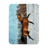 Winter Akhal-teke Magnet (Vertikal)