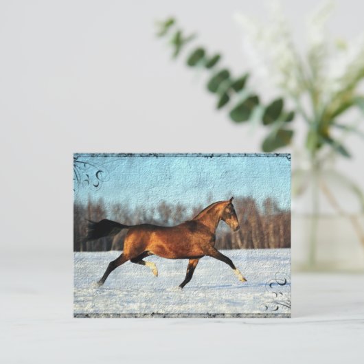 Winter Akhal-teke Postkarte (Stehend Vorderseite)