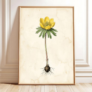 Winter-Akonit Vintage-Botanikdruck Poster