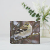 Winter American Goldfinch Postkarte (Stehend Vorderseite)